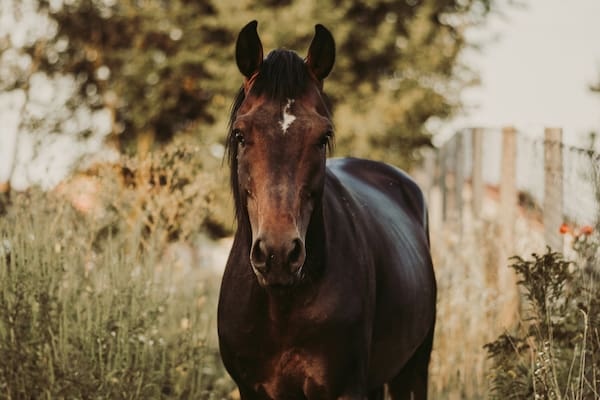Reitsportfotografie mit Pictrs