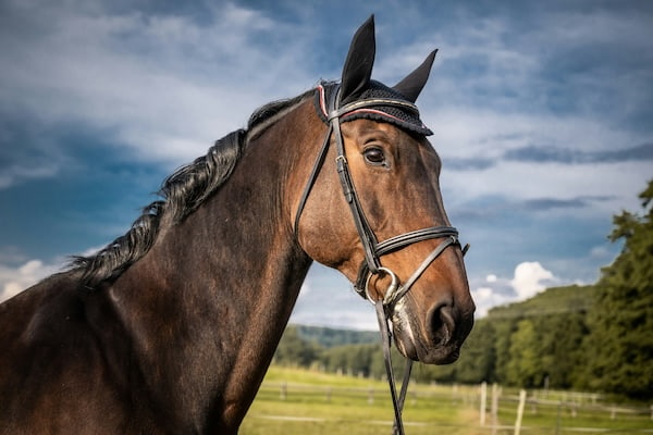 Reitsportfotografie mit Pictrs